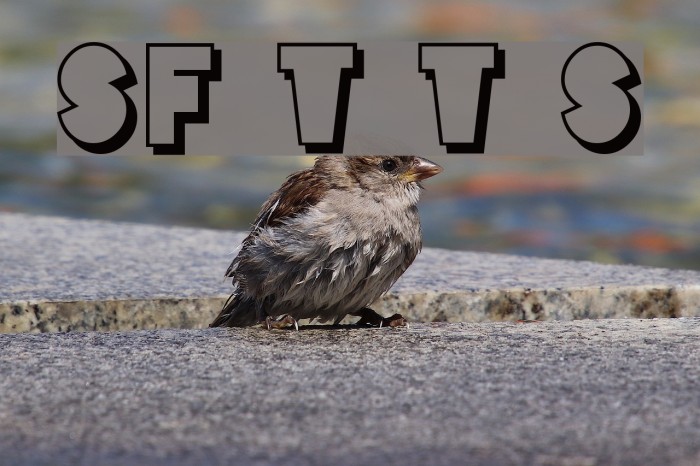 SF Tattle Tales Shadow Font examples