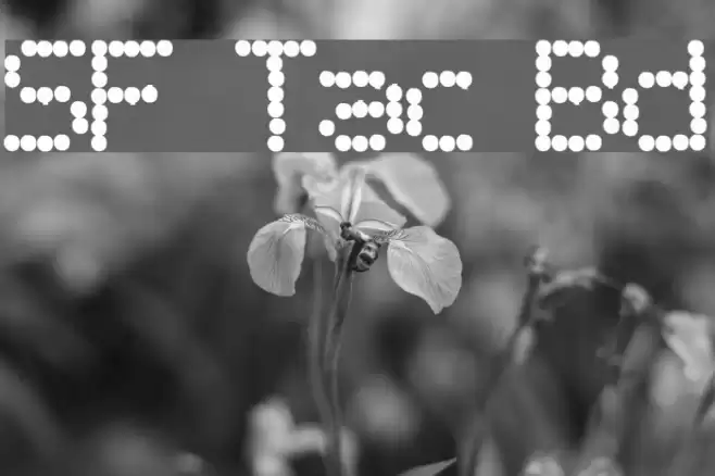 SF Telegraphic Bold Font examples