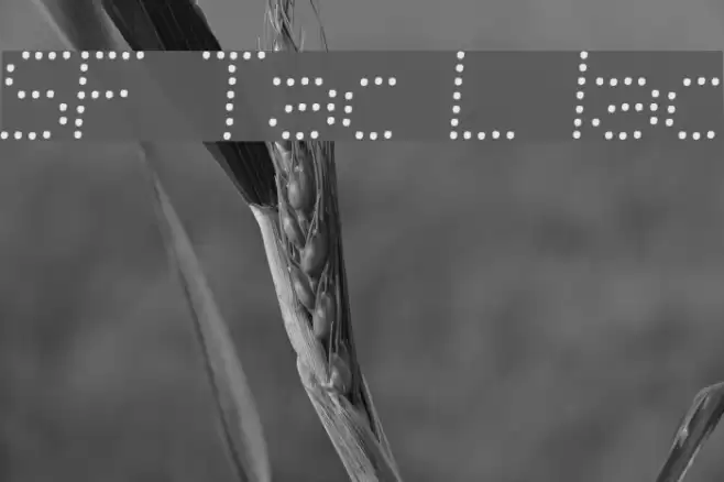 SF Telegraphic Light Italic Font examples