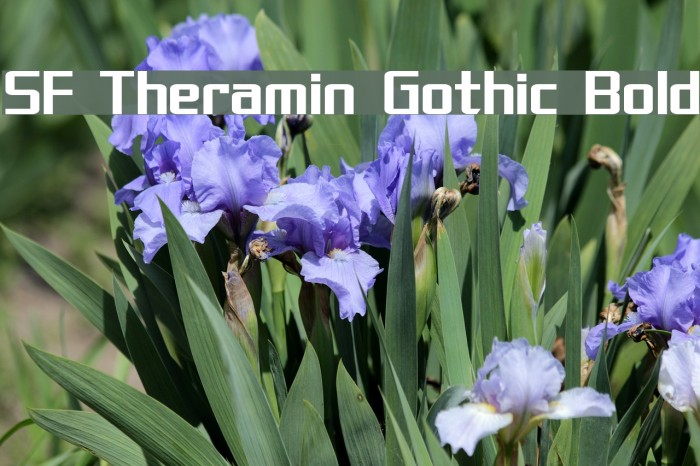 SF Theramin Gothic Bold Font examples