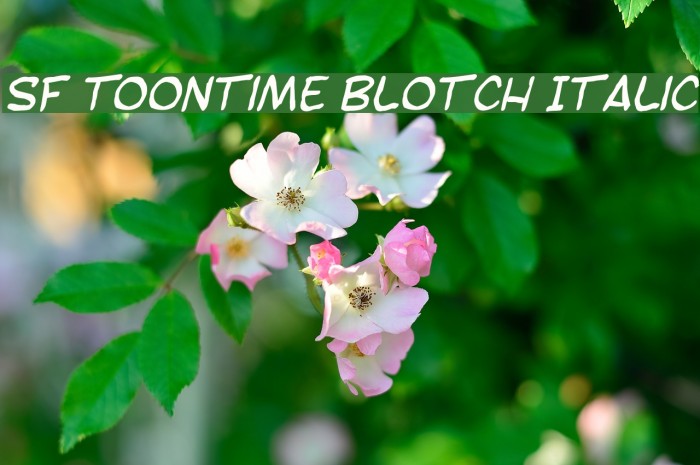 SF Toontime Blotch Italic Font examples