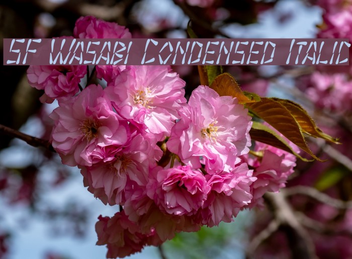 SF Wasabi Condensed Italic Font examples