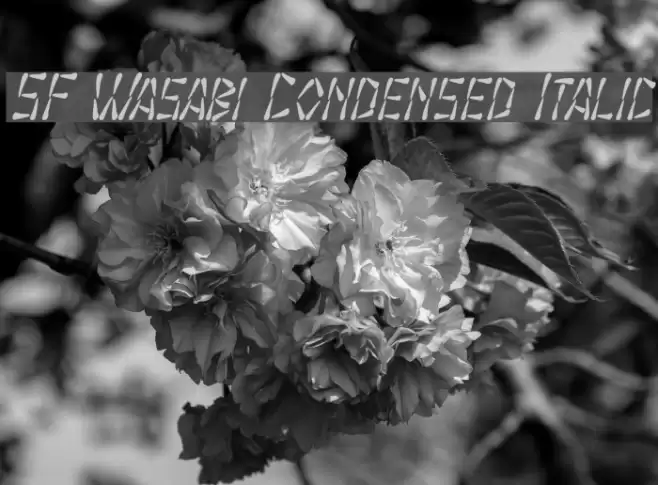 SF Wasabi Condensed Italic Polices examples