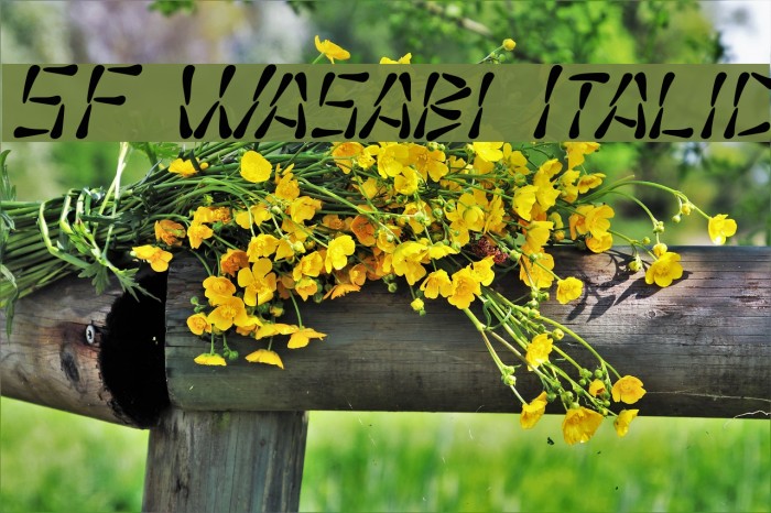 SF Wasabi Italic फ़ॉन्ट examples