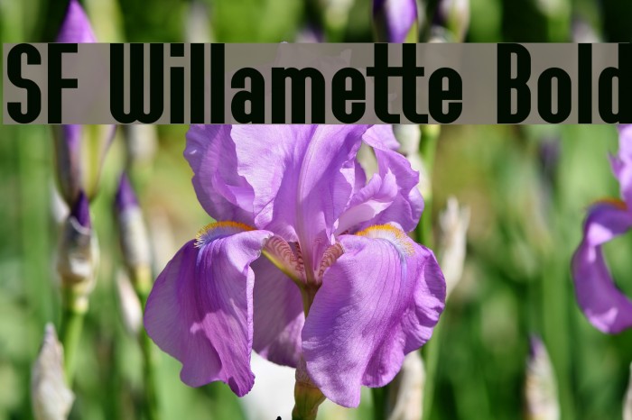 SF Willamette Bold Font examples