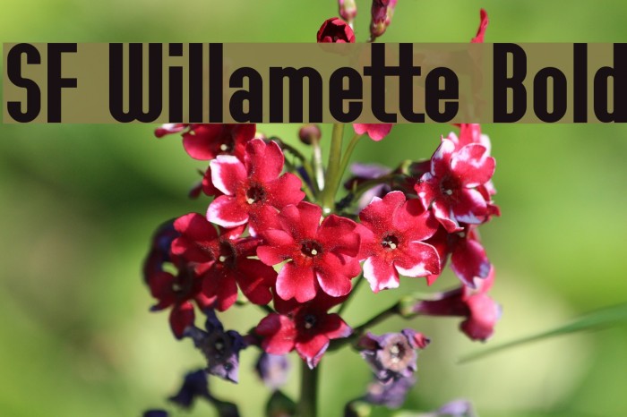 SF Willamette Bold Font examples