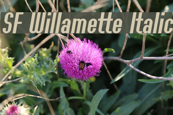 SF Willamette Italic Font examples