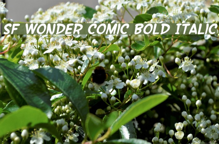 SF Wonder Comic Bold Italic Font examples