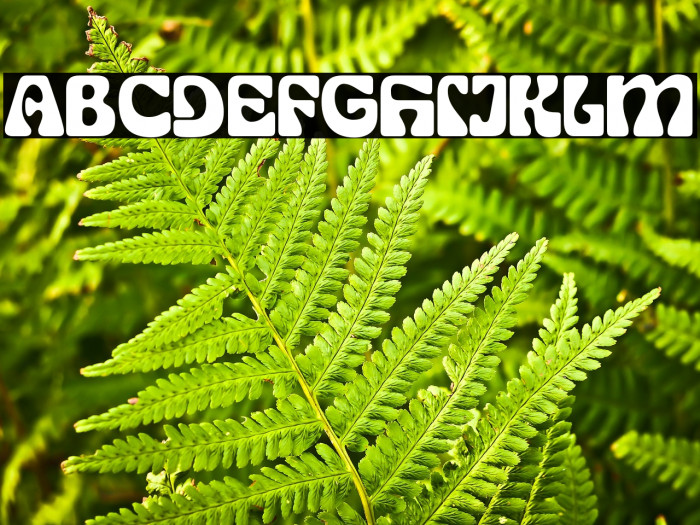 SG Display Regular DEMO Example 1