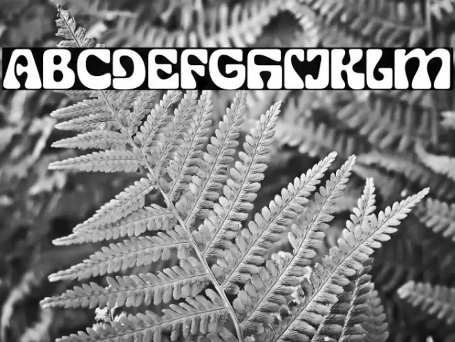 SG Display Regular DEMO Polices examples