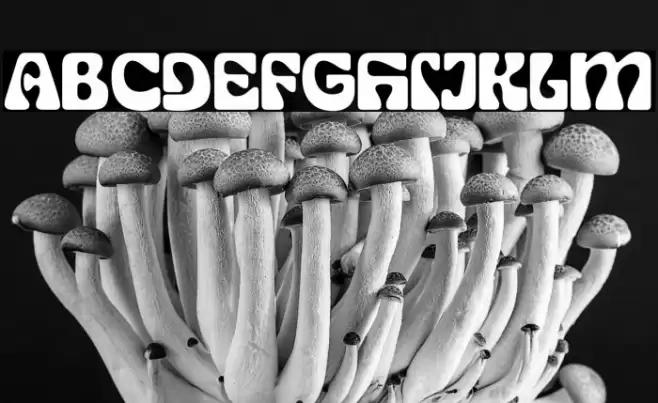 SG Display Regular DEMO Polices examples