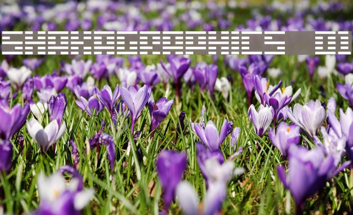 SHAKAGRAPHICS 01 Font examples