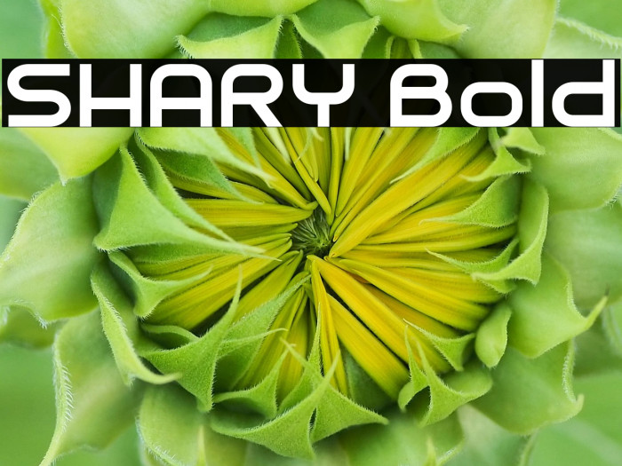 SHARY Bold Example 1