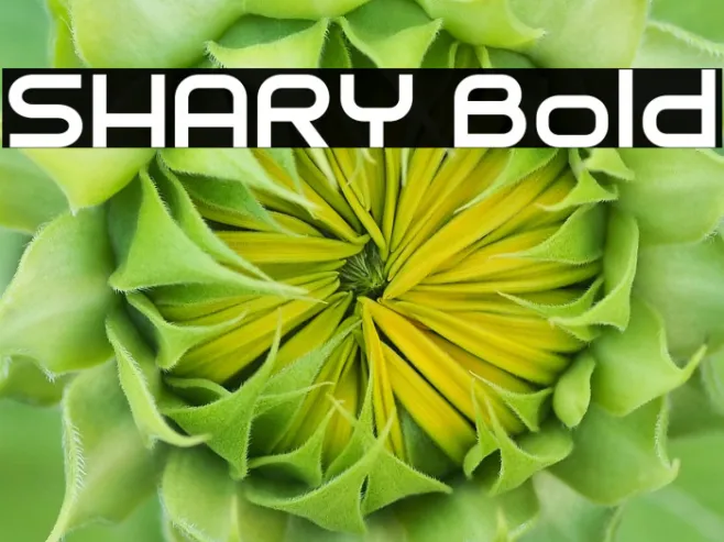 SHARY Bold Example 1