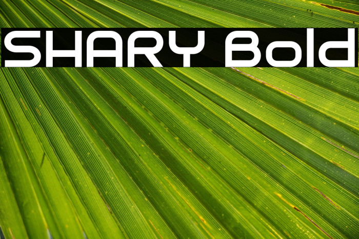 SHARY Bold Example 3