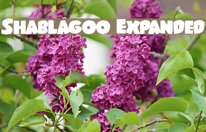 Shablagoo Expanded Font examples