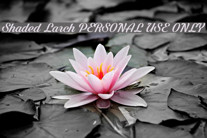Shaded Larch PERSONAL USE ONLY Polices examples