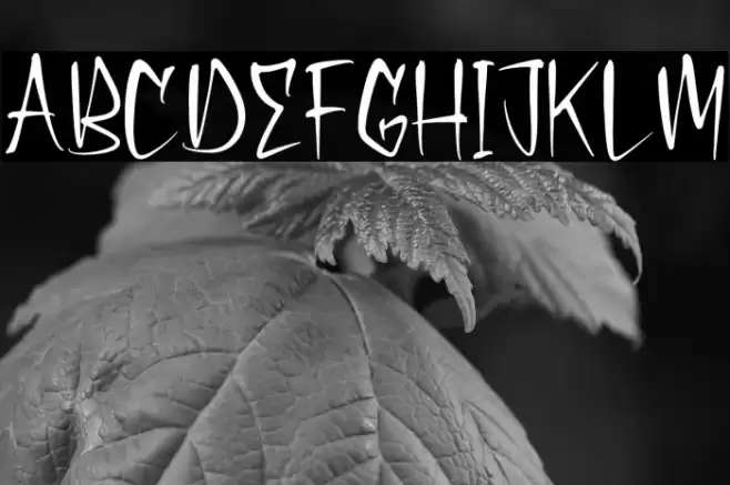 Shadow Pumpkin フォント examples