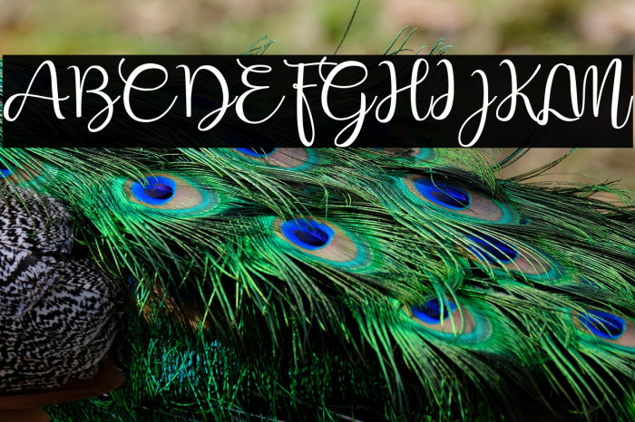 Shafeer demo Example 2