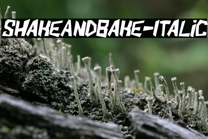 ShakeAndBake-Italic Example 1