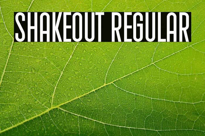 Shakeout Regular Example 3