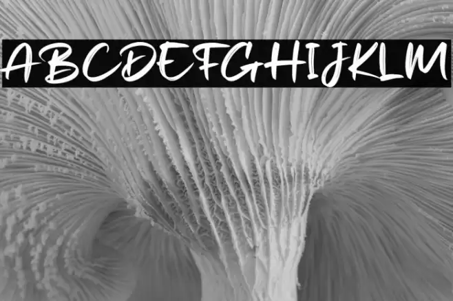 Shakies  Font examples