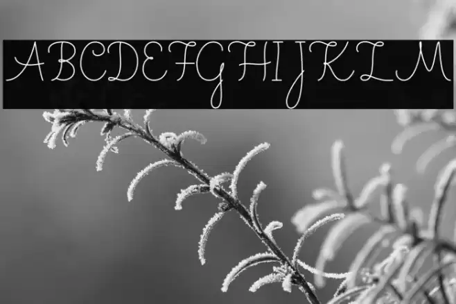 Shakila Font examples