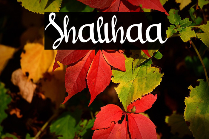 Shalihaa Example 3