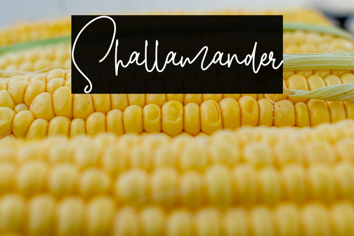 Shallamander Font examples