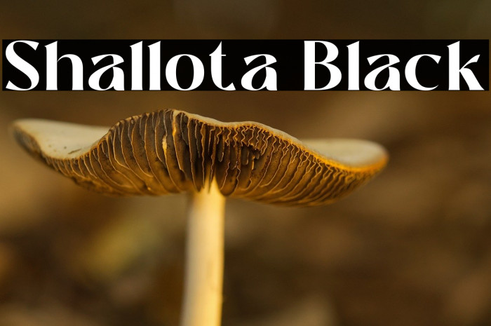 Shallota Black Example 1