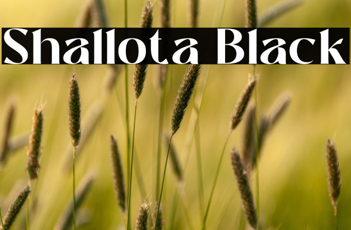 Shallota Black Example 3