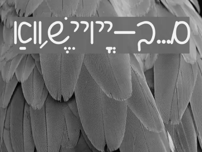 Shalom Script Font examples