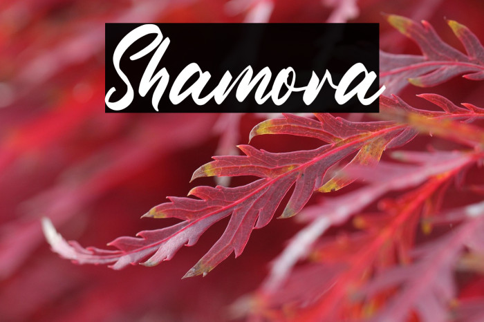 Shamora Example 3
