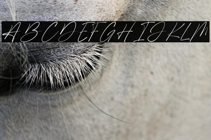 Shamson Signature Example 2