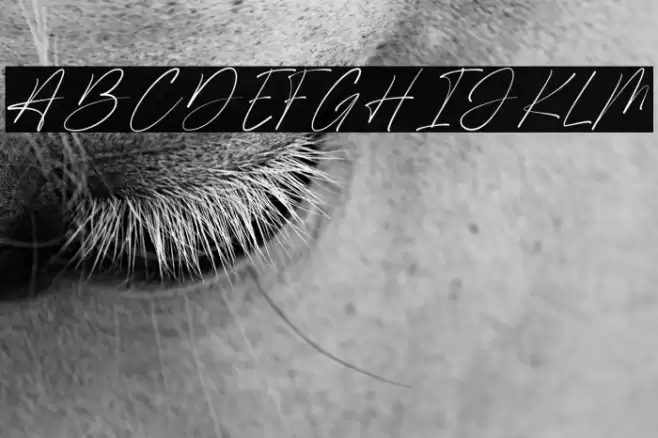 Shamson Signature Caratteri examples