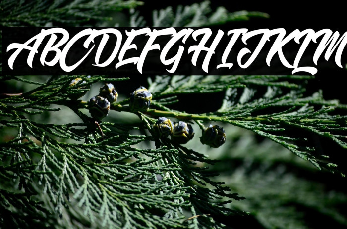 Shanders Free Example 3