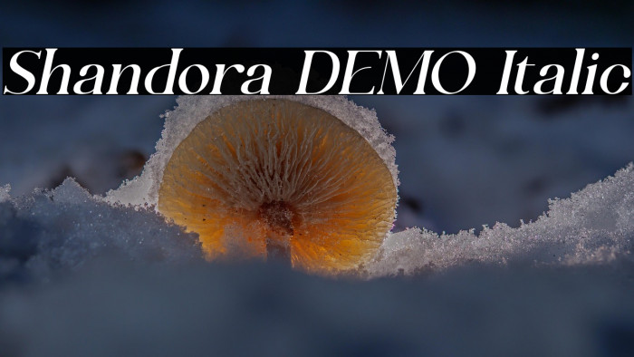 Shandora DEMO Italic Example 2