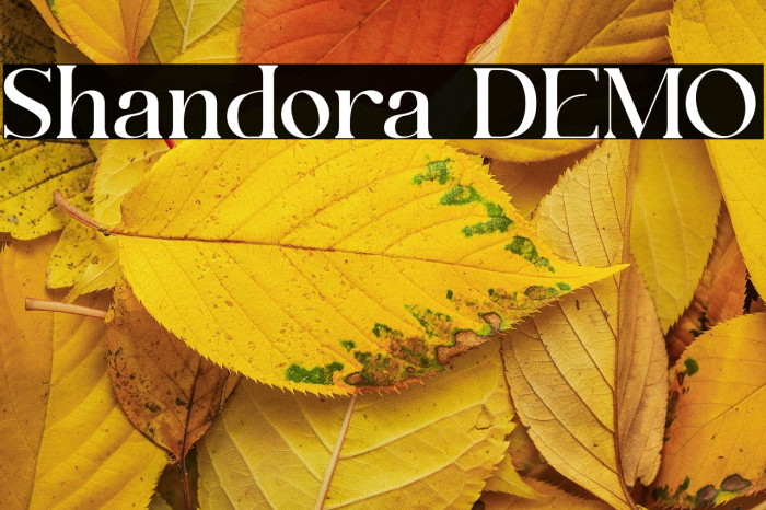 Shandora DEMO Example 3