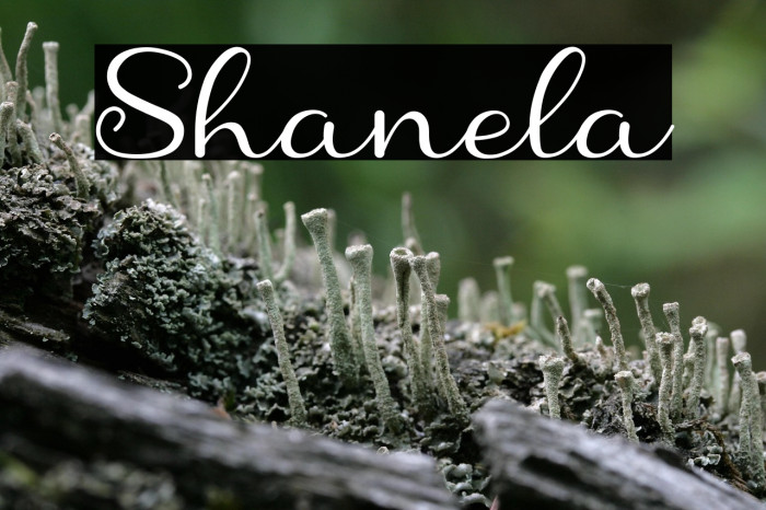 Shanela Example 3
