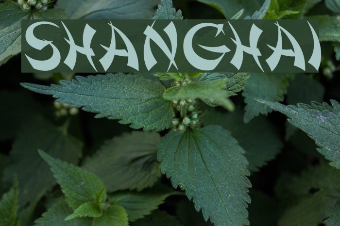 Shanghai Font examples