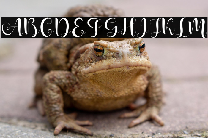 ShanhieFree Example 2