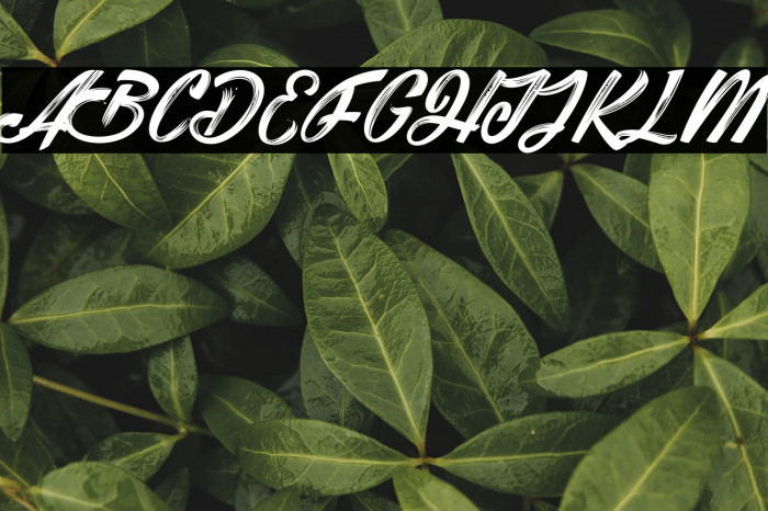 Shania & HeinzPersonalUseOnly Example 3