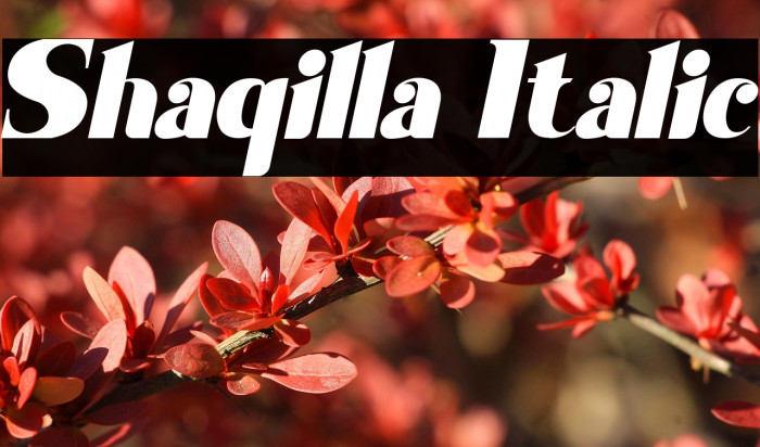 Shaqilla Italic Example 1
