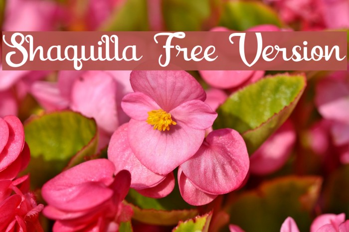 Shaquilla Free Version Font examples
