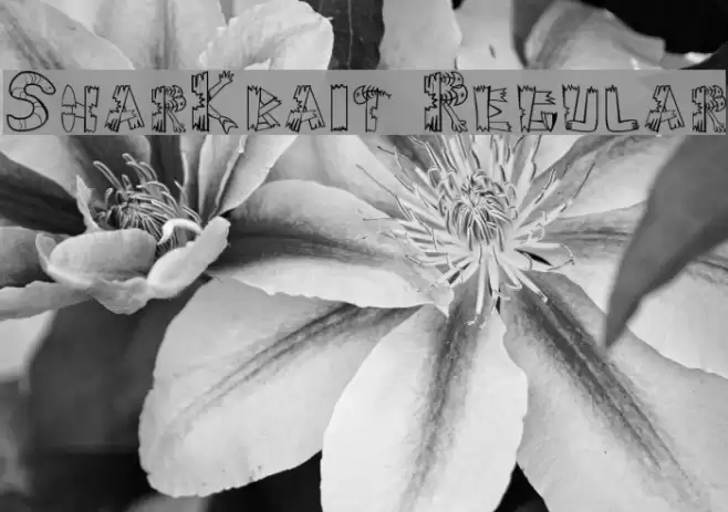 SharKbait Regular Font examples