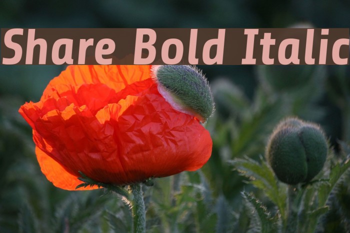 Share Bold Italic Font examples
