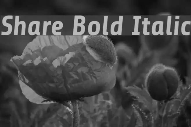 Share Bold Italic Font examples