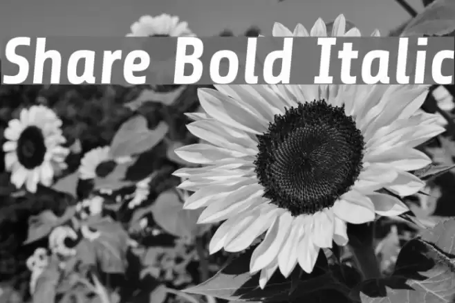 Share Bold Italic Font examples