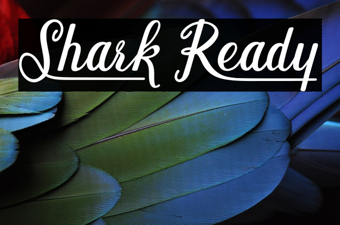 Shark Ready Example 1