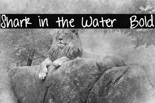 Shark in the Water Bold Fonte examples
